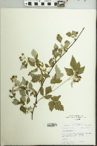 Rubus occidentalis image