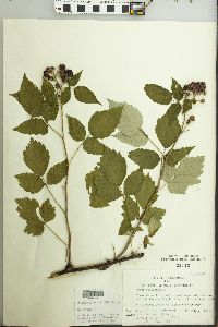 Rubus occidentalis image