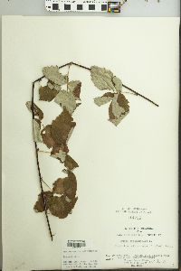 Rubus occidentalis image