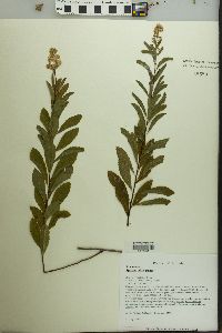 Spiraea alba image