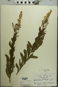 Spiraea alba image