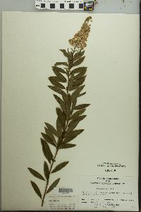 Spiraea alba image