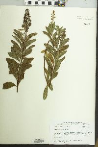 Spiraea alba image