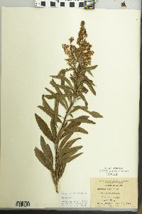 Spiraea alba image