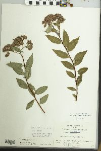 Spiraea japonica image