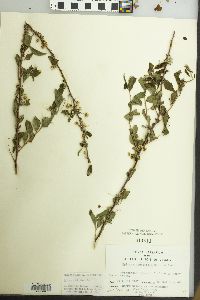 Spiraea prunifolia image