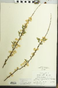 Spiraea prunifolia image