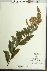 Spiraea salicifolia image