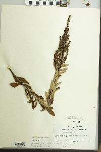 Spiraea tomentosa image