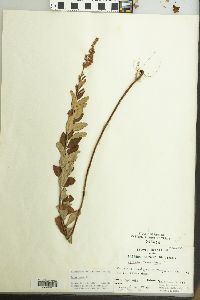 Spiraea tomentosa image