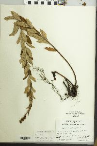 Spiraea tomentosa image