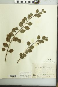 Spiraea × vanhouttei image