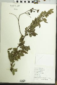 Rosa multiflora image