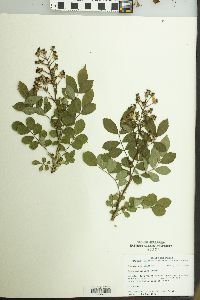 Rosa multiflora image