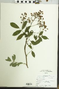 Rosa multiflora image