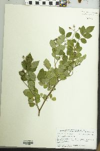 Rosa multiflora image