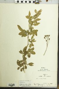 Rosa multiflora image