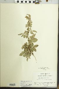 Rosa multiflora image