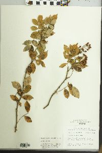 Rosa multiflora image