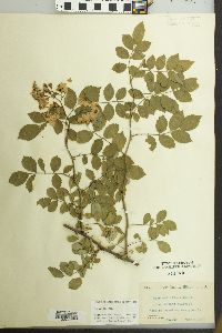 Rosa multiflora image