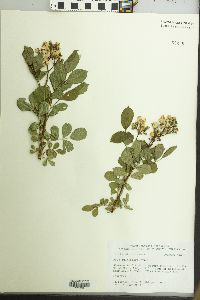 Rosa multiflora image