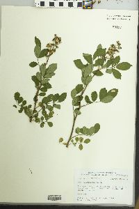 Rosa multiflora image