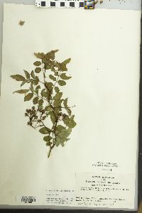 Rosa multiflora image