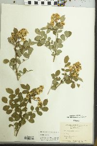 Rosa multiflora image