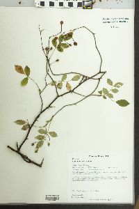 Rosa multiflora image