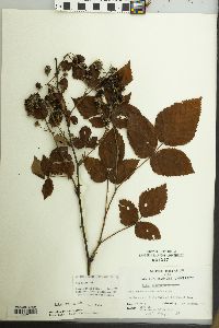 Rubus argutus image