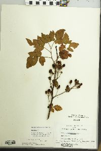 Rubus argutus image