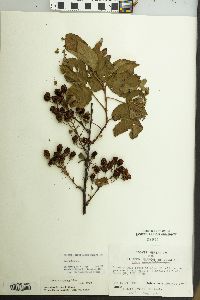 Rubus argutus image