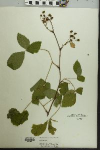 Rubus argutus image