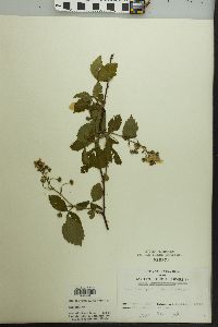 Rubus argutus image