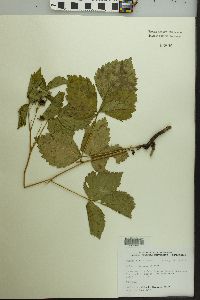 Rubus baileyanus image