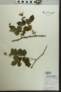 Rubus flagellaris image