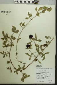 Rubus flagellaris image