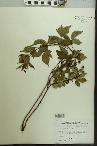 Rubus flagellaris image