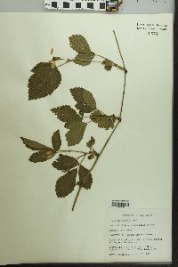 Rubus flagellaris image