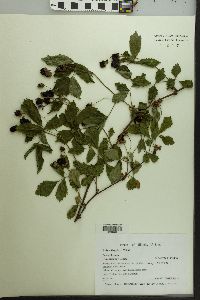 Rubus flagellaris image