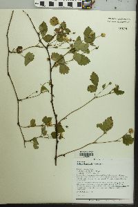 Rubus flagellaris image