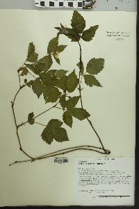 Rubus flagellaris image