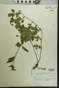 Rubus flagellaris image