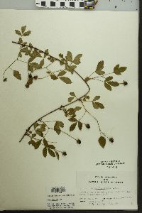 Rubus flagellaris image