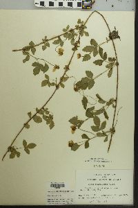 Rubus flagellaris image