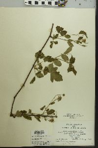 Rubus flagellaris image