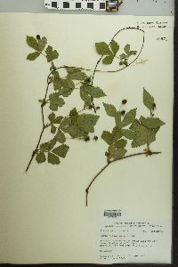 Rubus flagellaris image