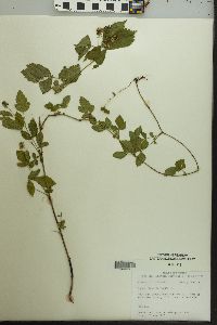 Rubus flagellaris image