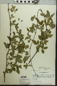 Rubus flagellaris image