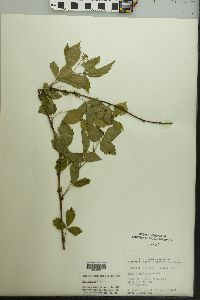 Rubus flagellaris image